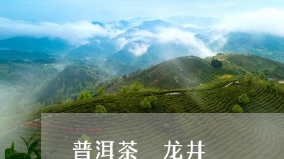 普洱茶 龙井/2023042890848